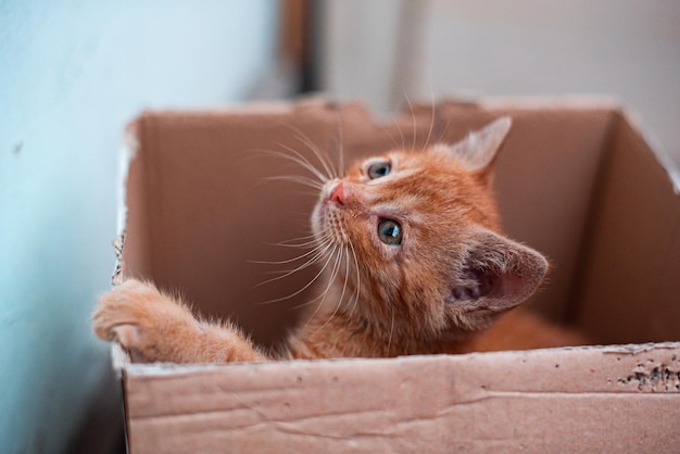 Portrait of a ginger kitten in a box looking into the distance