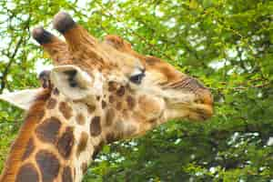 Foto gratuita ritratto di una giraffa che mangia le foglie dell'albero