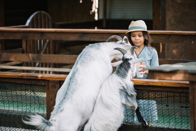 Portrait of a girl feeding two goats in the barn