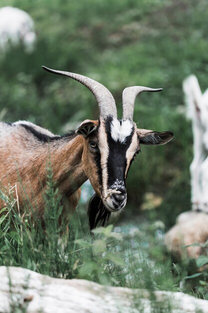 Portrait of a goat in the field