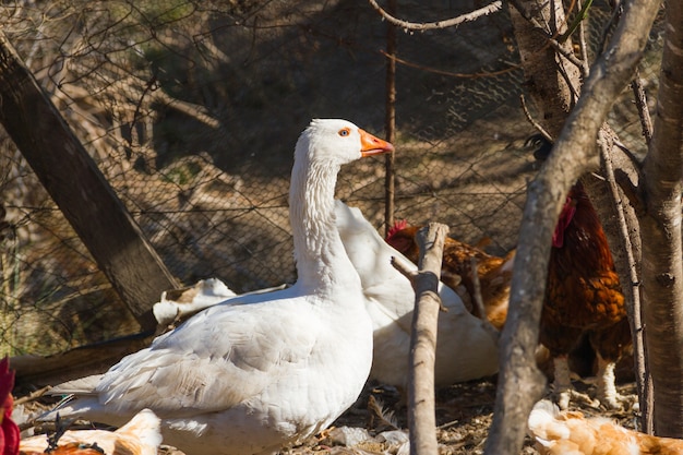 Portrait of the goose in the chicken coop on the farm