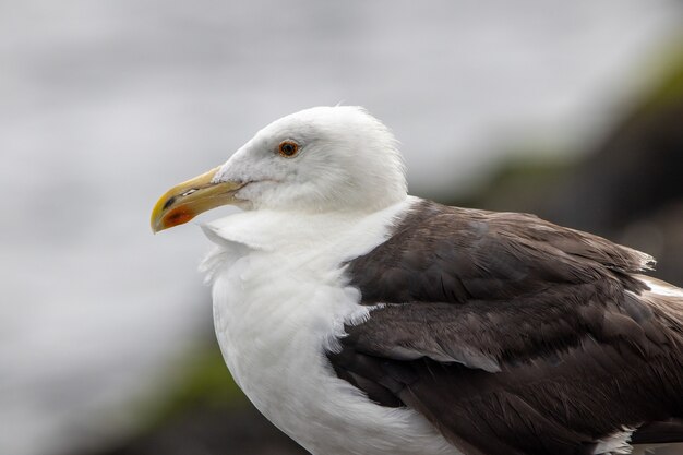 Portrait of a Great Black-Backed Seagull by the ocean