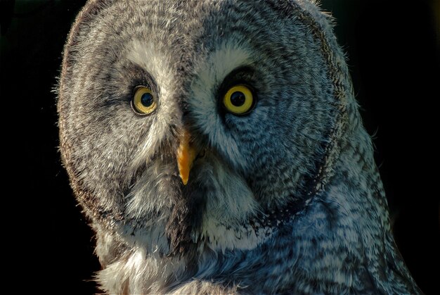 Portrait of a great gray owl (strix nebulosa)