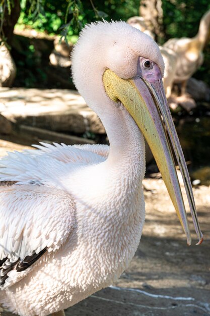 Portrait of great white pelican close up