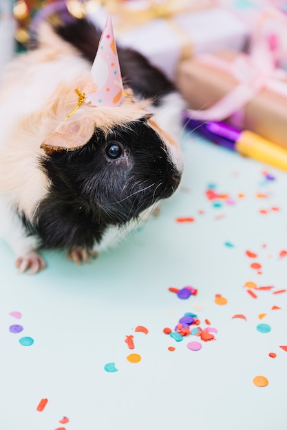Portrait of a guinea pig wearing tiny party hat on blue background