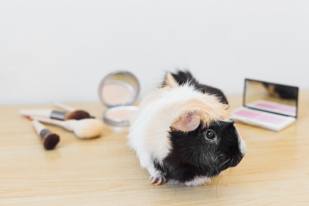 Portrait of guinea with cosmetics product on wooden desk against white backdrop