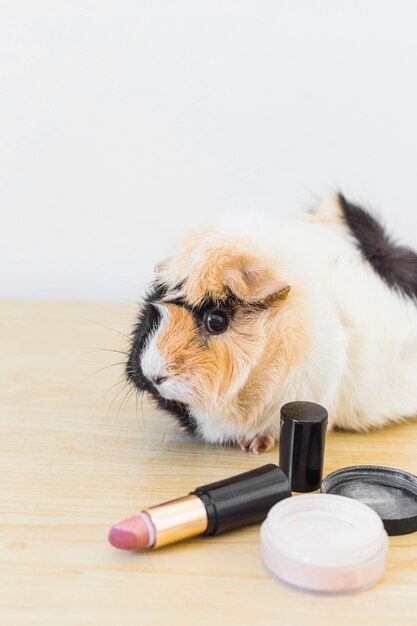 Portrait of guinea with lipstick and blusher on wooden background