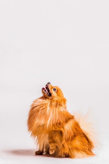 Portrait of hairy spitz looking up over white background