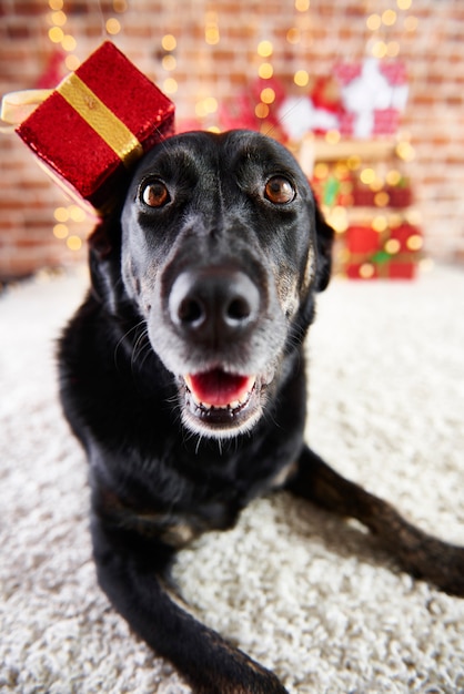 Portrait of happy dog in christmas time