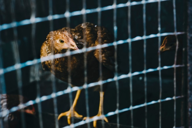 Portrait of a hen in cage