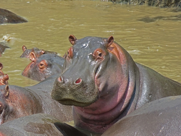 Portrait of a hippo resting in the water, Serengeti National Park in Tanzania