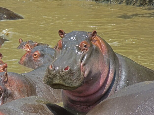 水で休むカバの肖像画、タンザニアのセレンゲティ国立公園