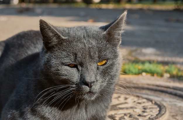 Portrait of a homeless gray cat sitting on the ground, on the cover of a well. Close up, selective focus. Abandoned animals problems