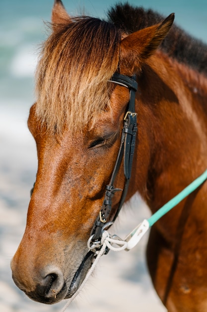 portrait of horse face