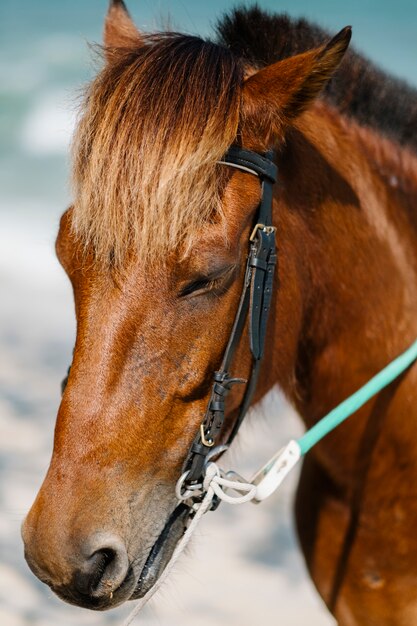 portrait of horse face