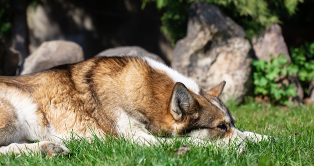 Free photo portrait of a husky dog lying on the grass.