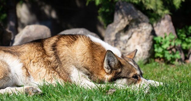 Portrait of a husky dog lying on the grass.