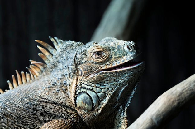 Portrait of iguana in a zoo