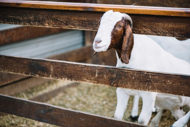 Portrait of kid in the barn