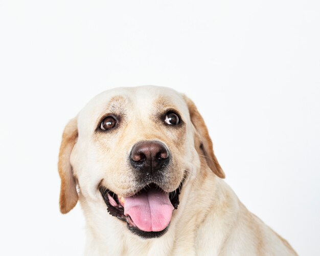 ラブラドールレトリーバー犬の肖像