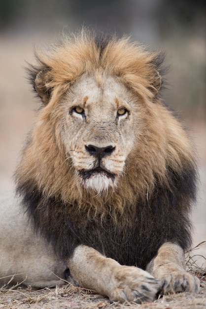 Free Photo portrait of lion lying on the ground
