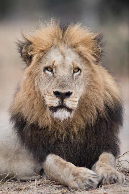 Portrait of lion lying on the ground