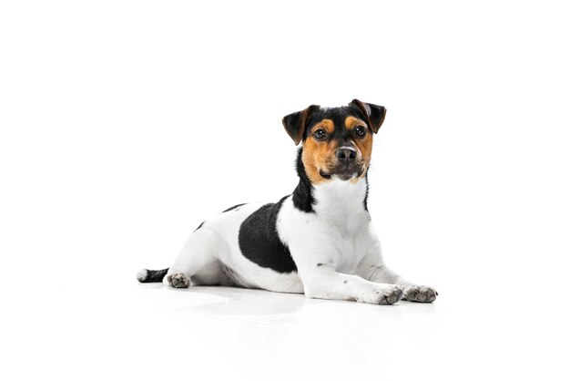Portrait of little cute dog calmly lying and posing isolated over white studio background