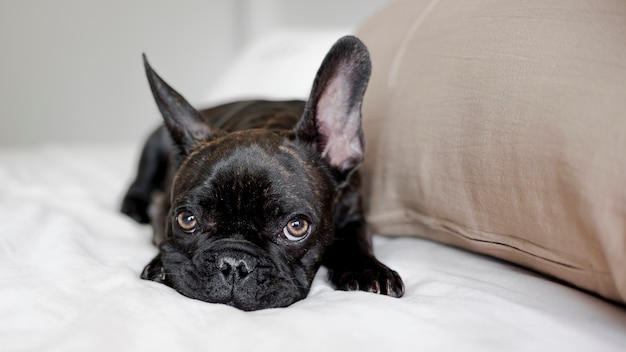 Portrait of little doggie looking at camera