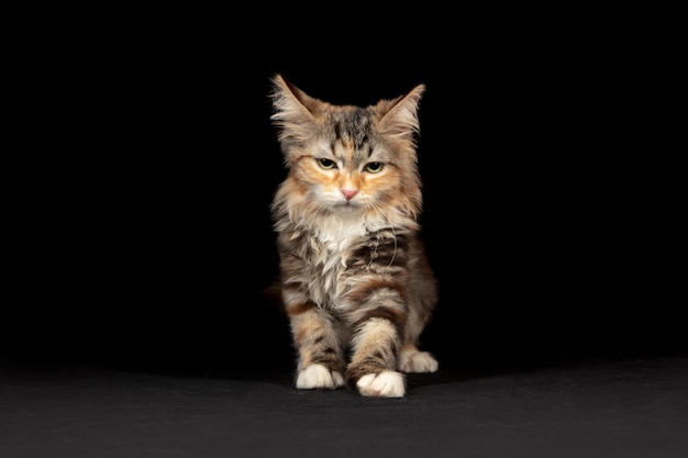 Portrait of little kitten siberian forest cat posing isolated on black studio wall