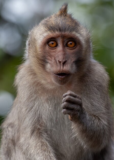 Portrait of long-tailed macaque