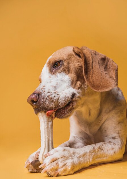 Portrait of lovely dog eating a bone