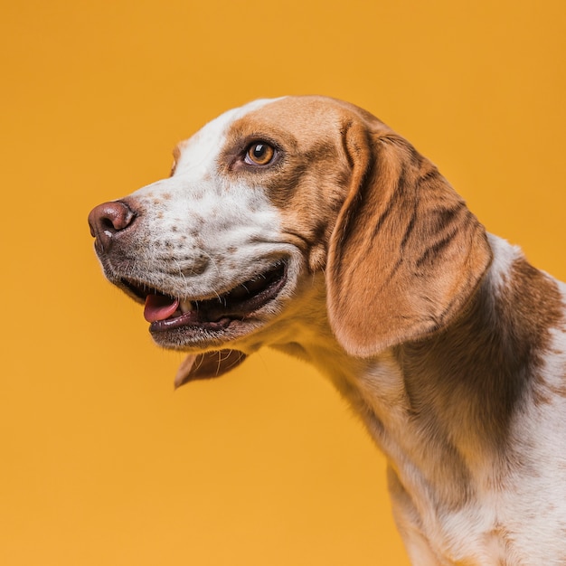 Foto gratuita ritratto di cane adorabile che osserva via