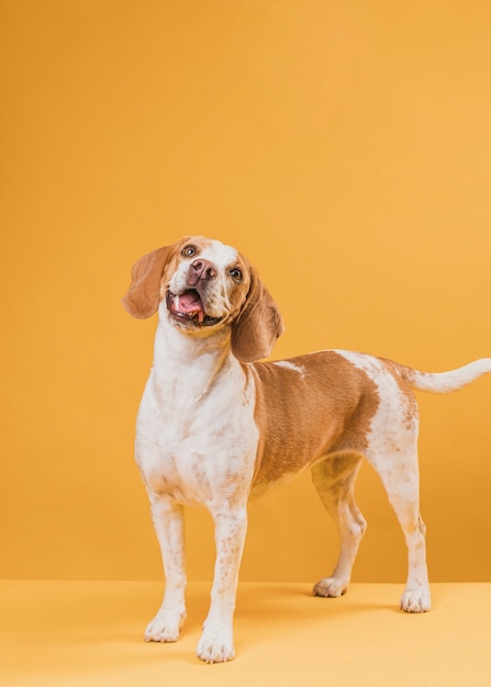 Portrait of lovely dog sticking out his tongue