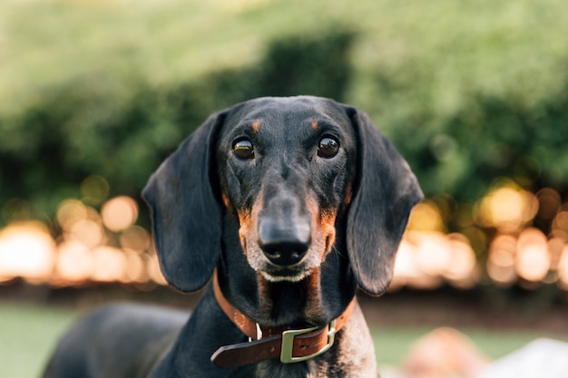 カメラを見ている忠実な犬の肖像