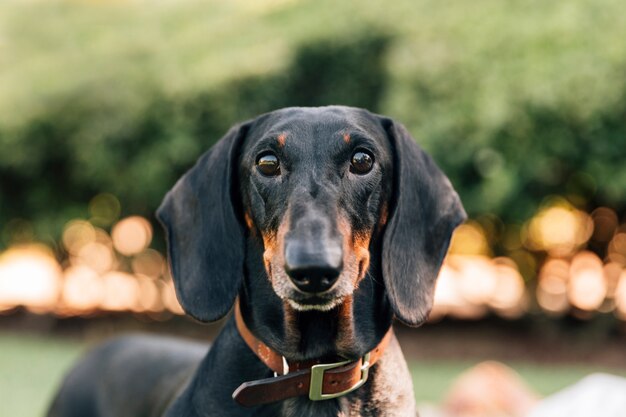 Portrait of loyal dog looking at camera