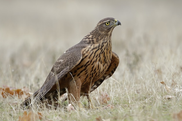 Foto gratuita ritratto di un magnifico falco sul campo coperto d'erba