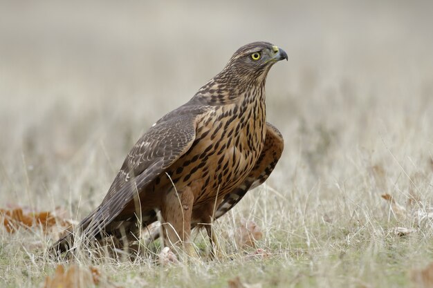 Portrait of a magnificent falcon on the grass-covered field