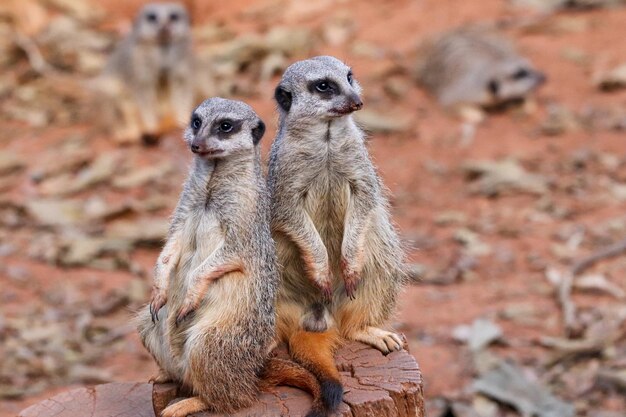 Portrait of meerkat suricata suricatta, african native animal, small carnivore belonging to the mongoose family.