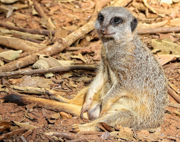 Portrait of meerkat suricata suricatta, african native animal, small carnivore belonging to the mongoose family.