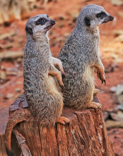 Portrait of meerkat suricata suricatta, african native animal, small carnivore belonging to the mongoose family.