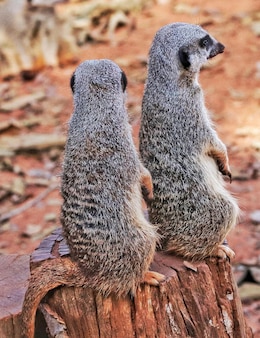Portrait of meerkat suricata suricatta, african native animal, small carnivore belonging to the mongoose family.