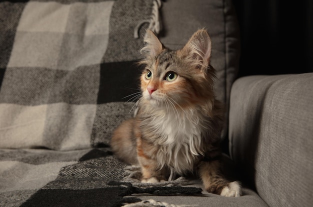 Portrait of multicolored purebred kitten of siberian cat laying down on grey sofa