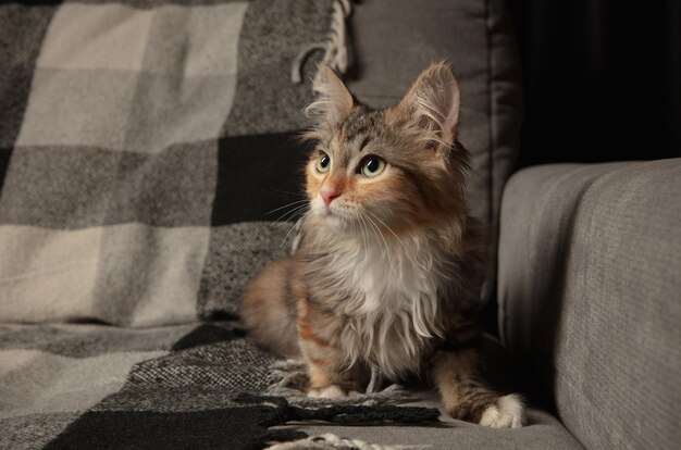 Portrait of multicolored purebred kitten of Siberian cat laying down on grey sofa