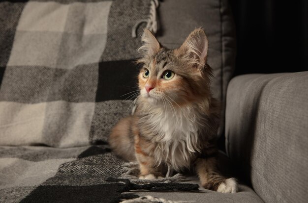 Портрет разноцветного породистого котенка сибирской кошки, лежащего на сером диване