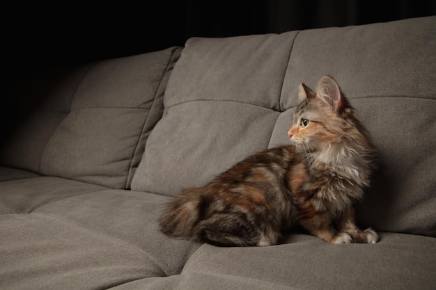 Portrait of multicolored purebred kitten of siberian cat laying down on grey sofa