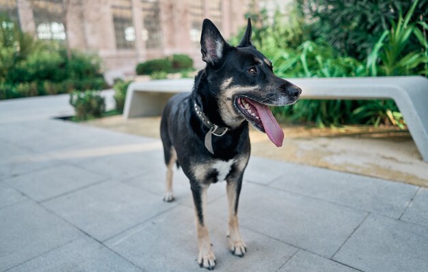 Portrait of a nice crossbreed dog