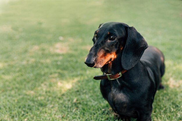 Portrait of obedient dog standing in green grass