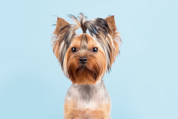 青い背景の上の犬の肖像画 ヨークシャーテリア プレミアム写真