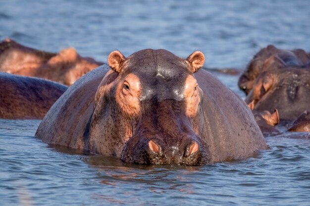マーチソンフォールズ​国立​公園​ウガンダ​アフリカ湖​で​泳ぐ​カバ​の​肖像画
