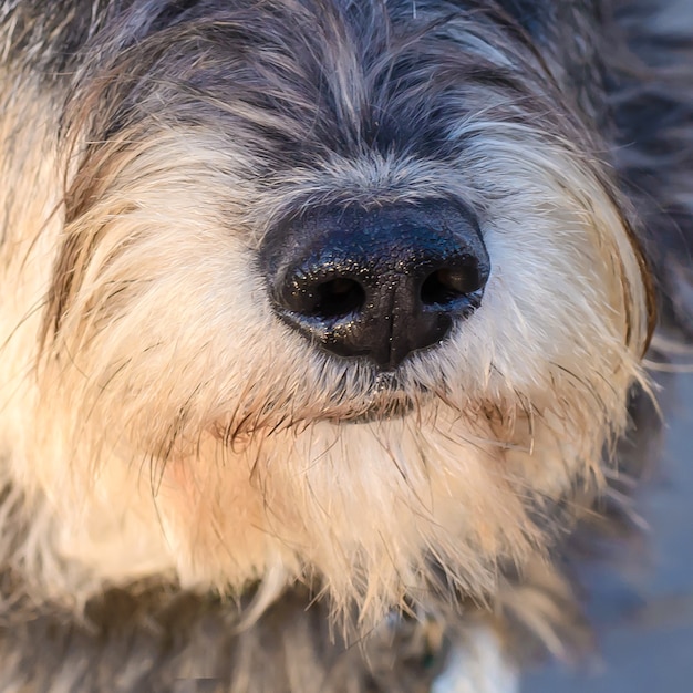 散歩中の毛むくじゃらの犬の雑種の肖像画 プレミアム写真 散歩中の毛むくじゃらの犬の雑種の肖像画 プレミアム写真